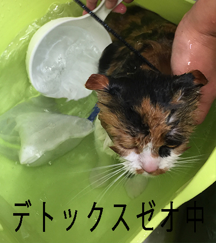 ネコちゃんシャンプー　